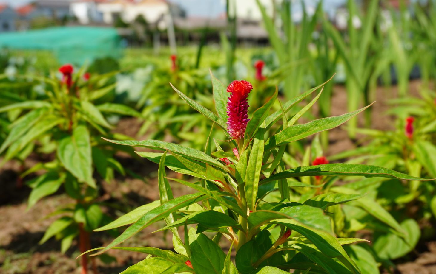 Farming and Cooking Experience in Tra Que Herb Village