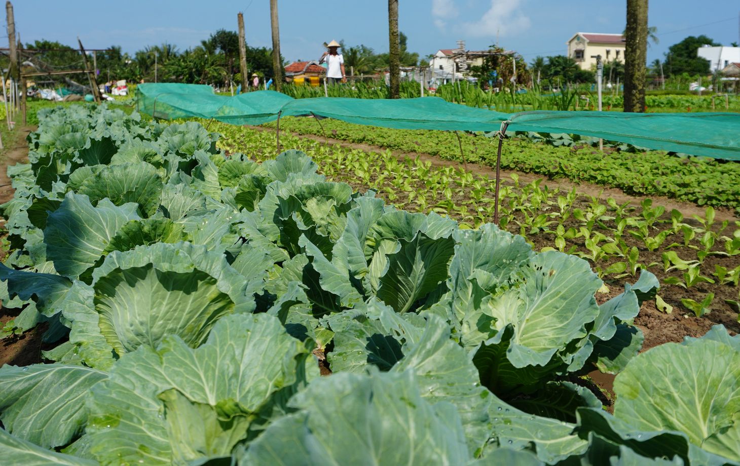 Farming and Cooking Experience in Tra Que Herb Village