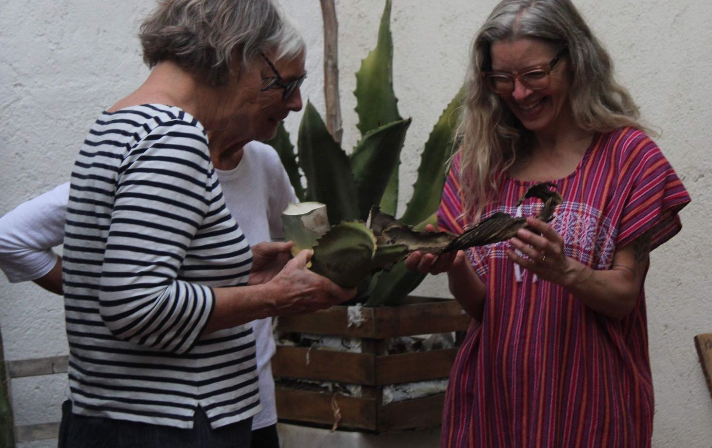 From Agave to Glass: Organic Mezcal Experience