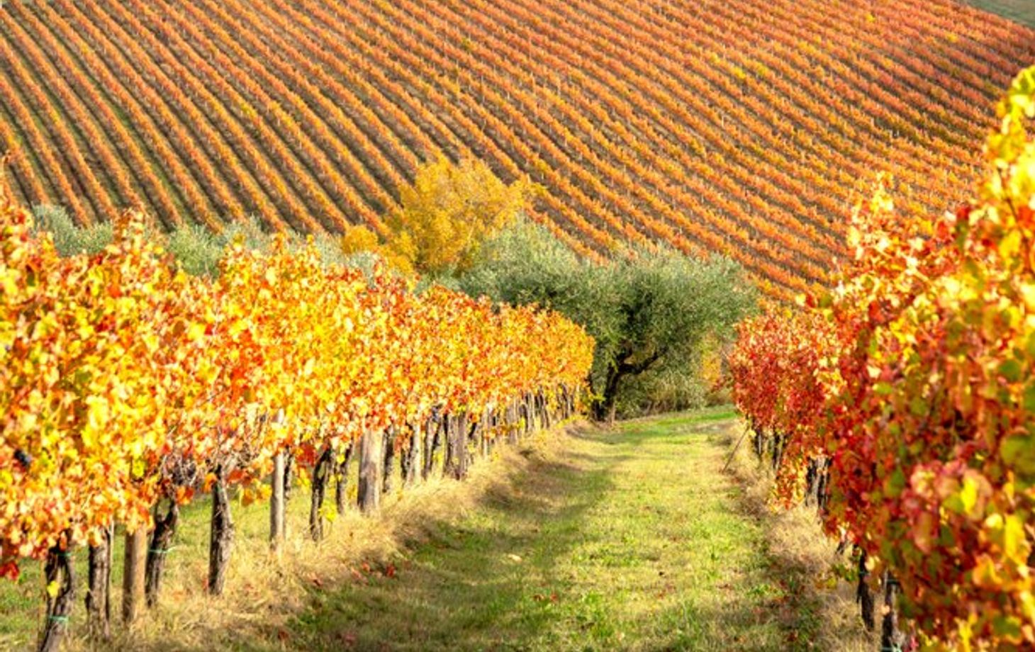 Winery Tour and Wine Tasting in Bologna