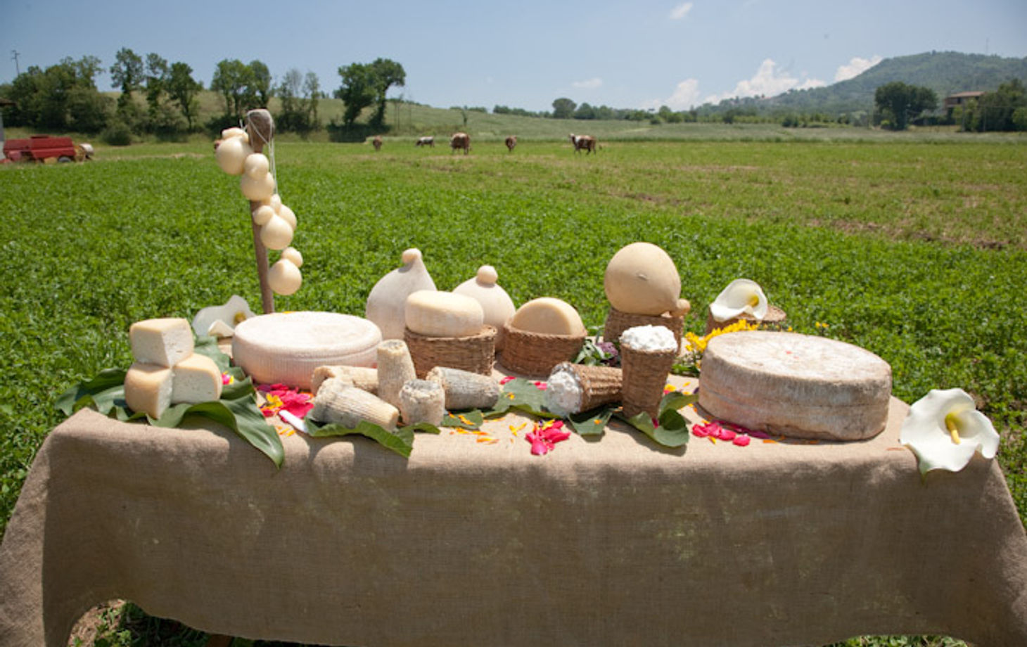 Visite d'une ferme fromagère, atelier de fabrication de fromage et dégustation - Cours privé