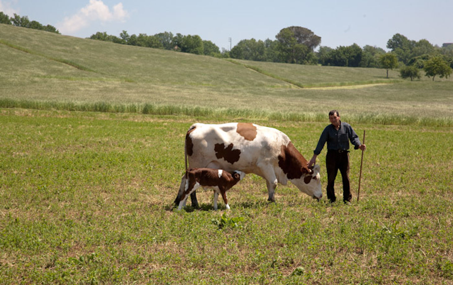 Visite d'une ferme fromagère, atelier de fabrication de fromage et dégustation - Cours privé