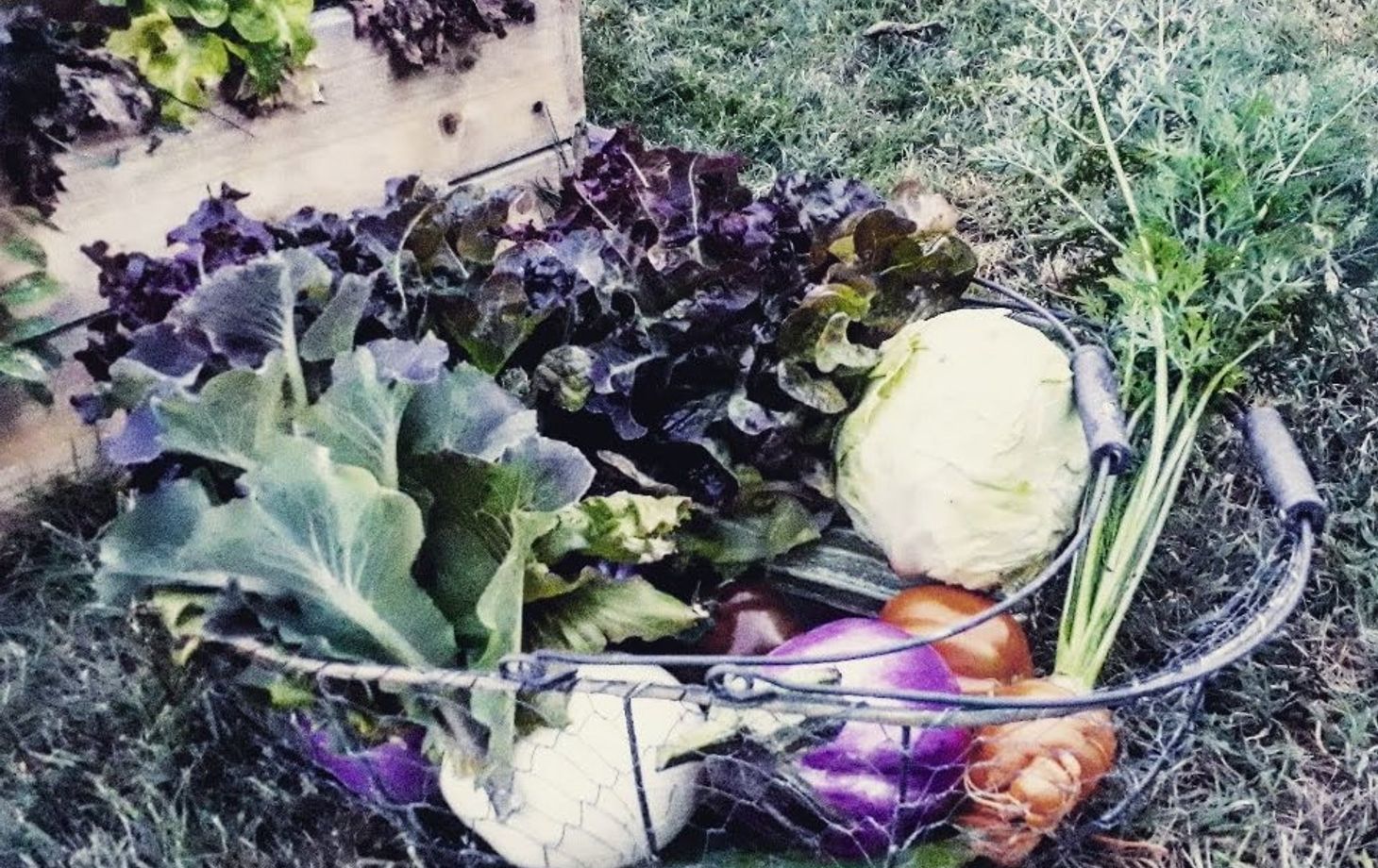 Tuscan Market-to-Table Cooking Experience & Wine Tasting
