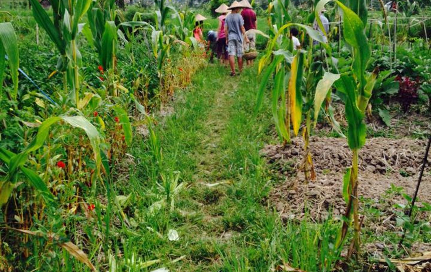Organic Farm & Rice Paddy Balinese Cooking Class