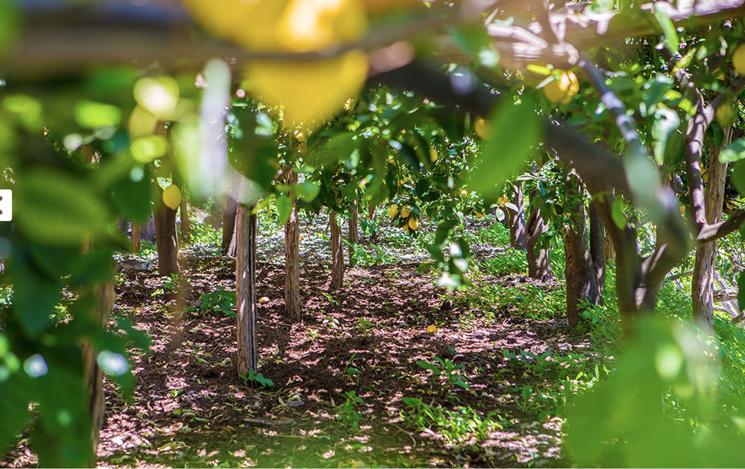 Horseback Riding + Lemon Grove Tour on the Amalfi Coast