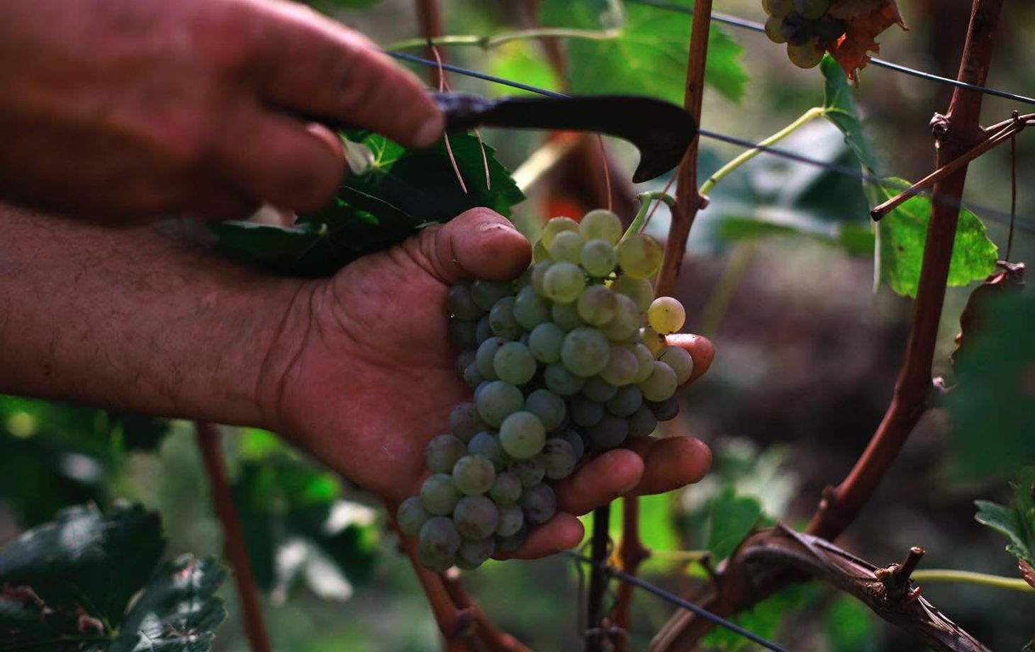 Vineyard Tour and Wine Tasting Experience in Ischia