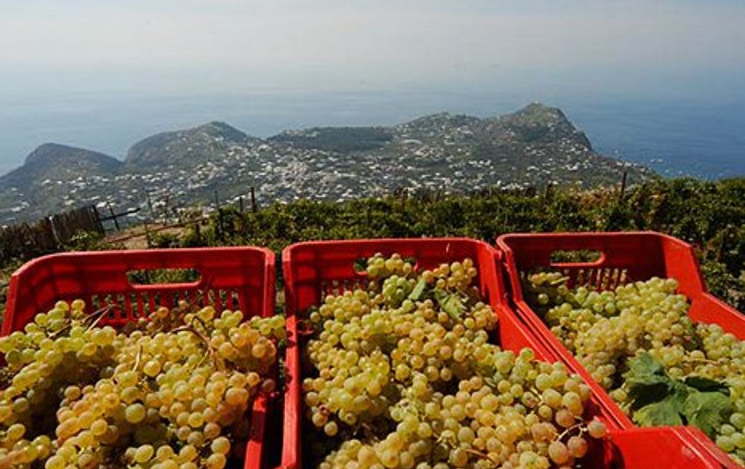 Vineyard Tour and Wine Tasting Experience in Ischia