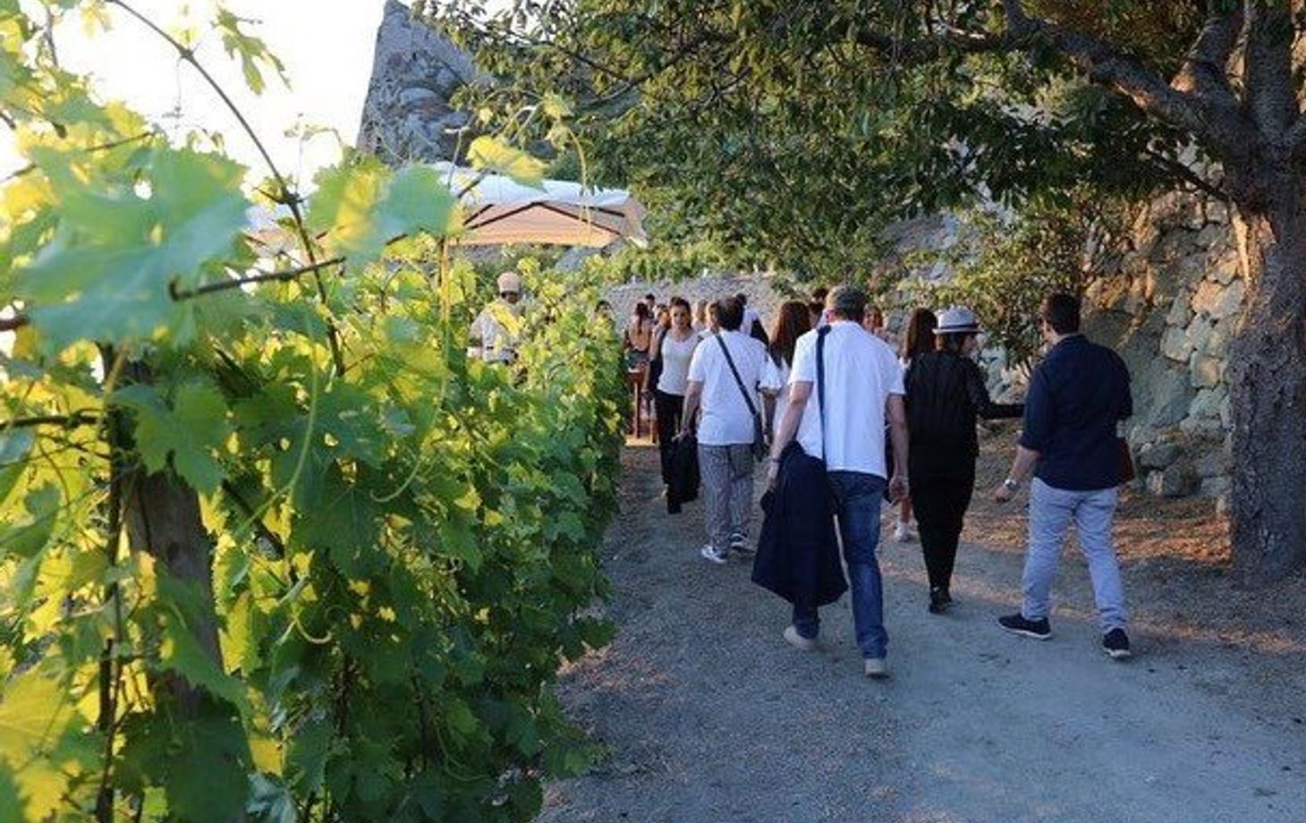 Vineyard Tour and Wine Tasting Experience in Ischia