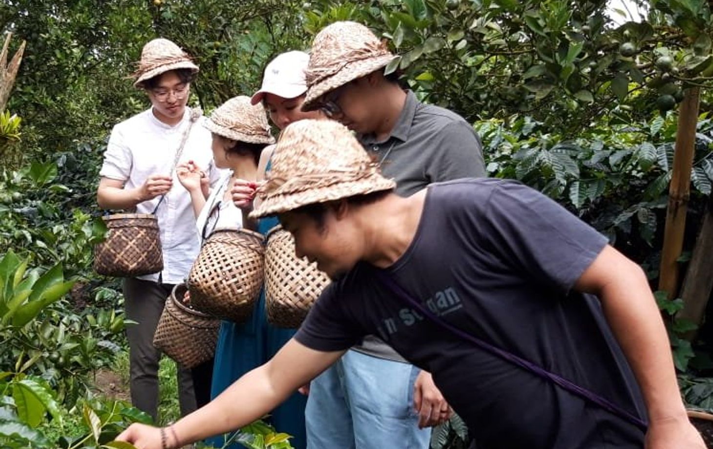 Journey of Bali Coffee