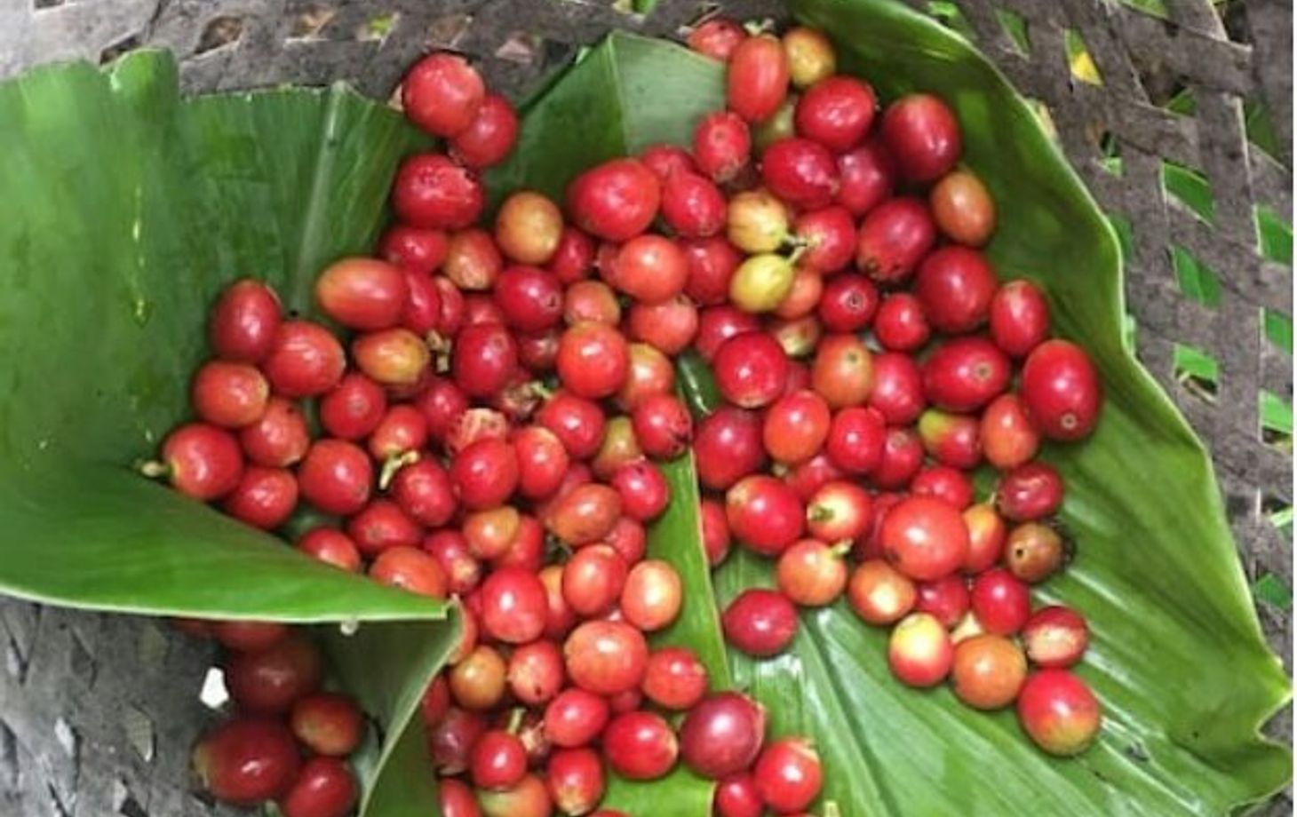 Balinese Coffee Brewing and Farm Tour with Lunch