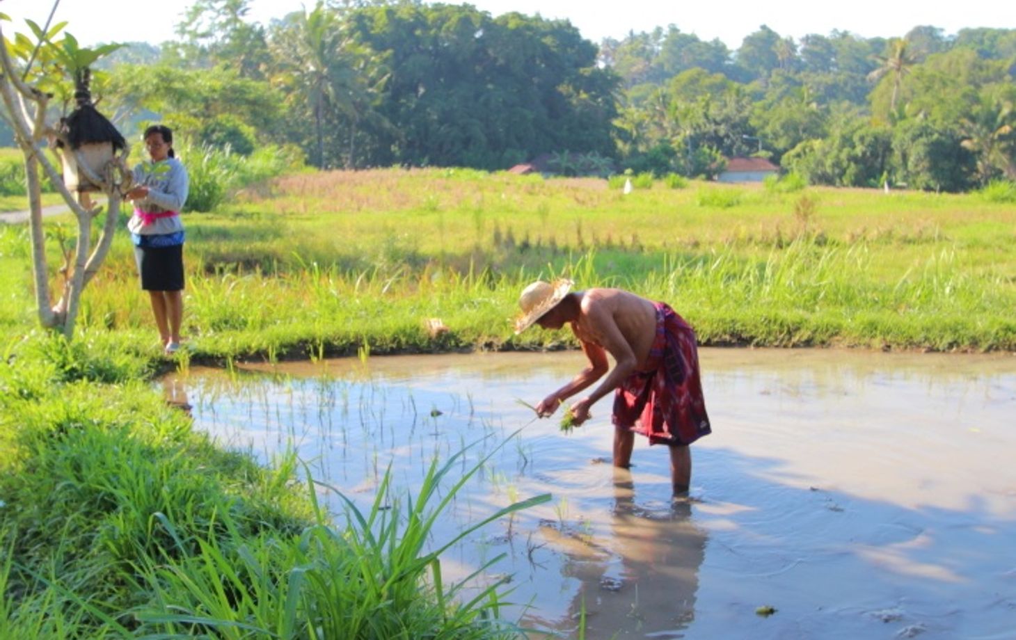 Explore the Balinese Rural Life through Cooking