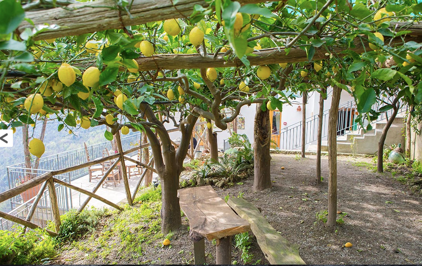 Lemon Grove Tour: Making Limoncello and Food Tasting on the Amalfi Coast Private Class