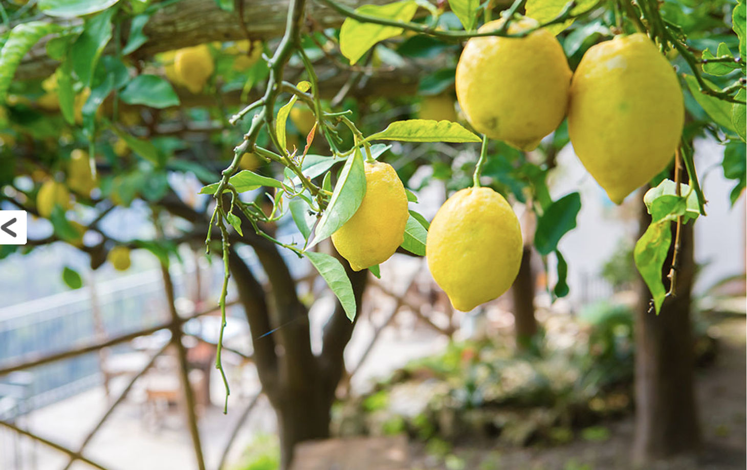 Lemon Grove Tour: Making Limoncello and Food Tasting on the Amalfi Coast Private Class