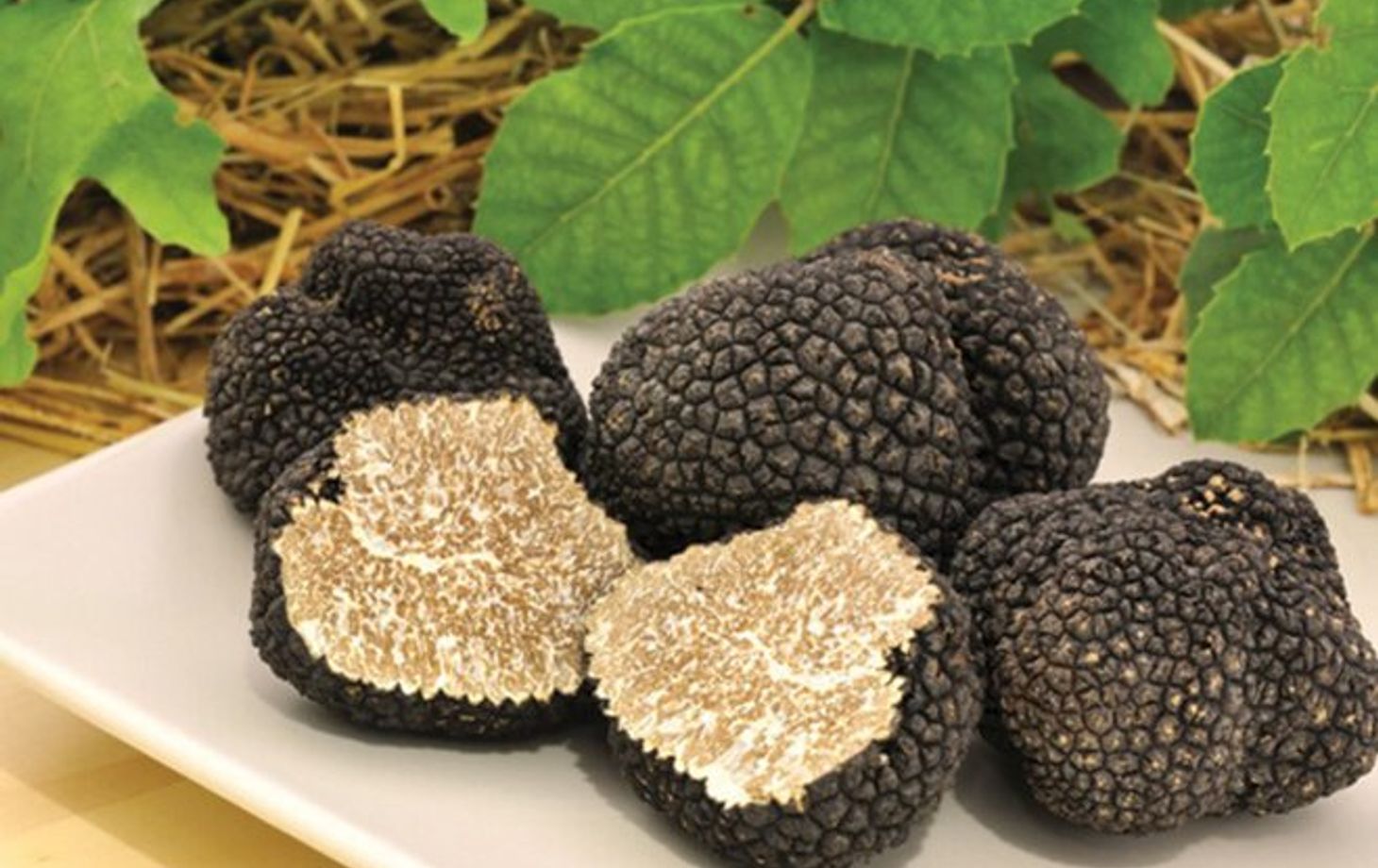 Chasse aux truffes et dégustation : un voyage sensoriel à travers la Toscane