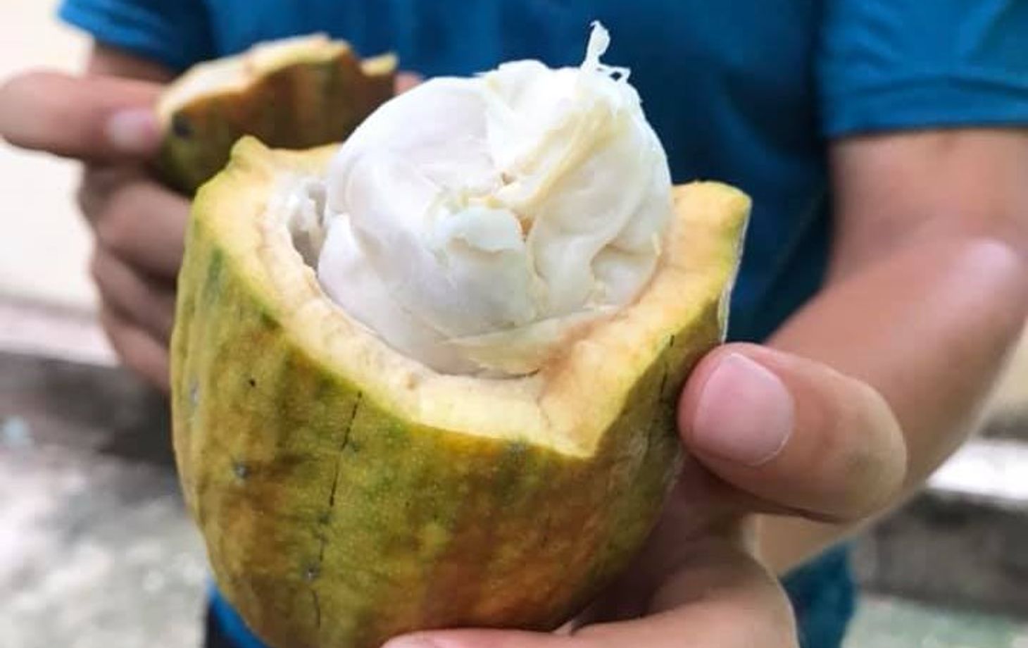 Make Chocolate at a Mekong Cocoa Farm