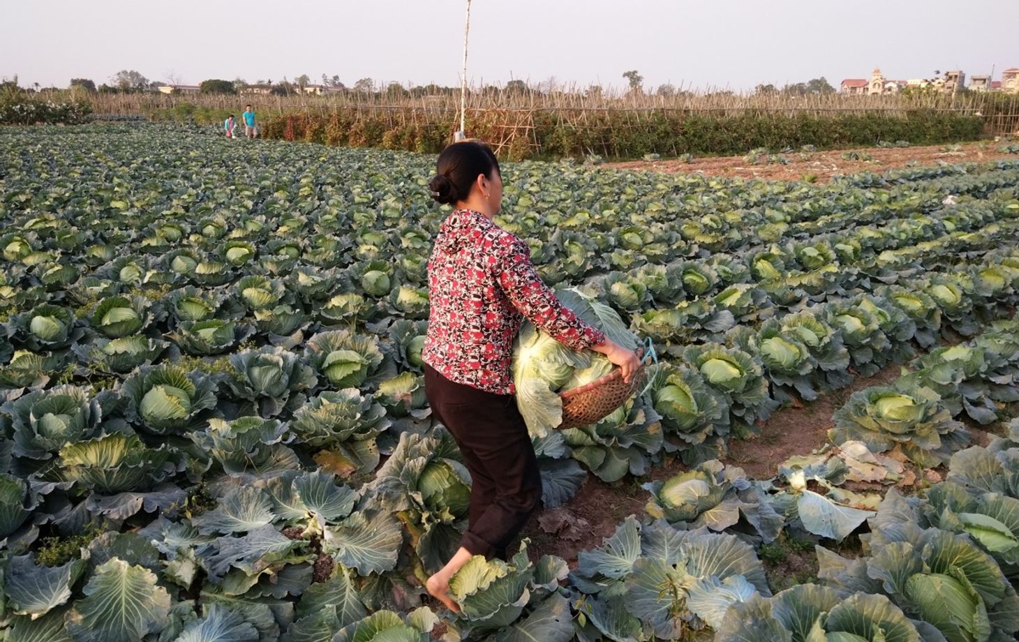Farm Tour and Private Home Cooking Class with Local Family