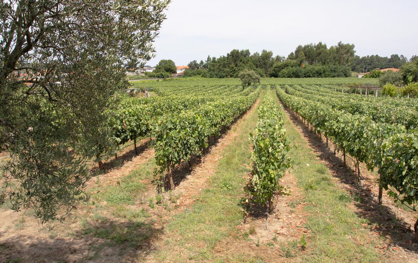 Mastering the Art of Crafting Portuguese Cuisine with a Chef