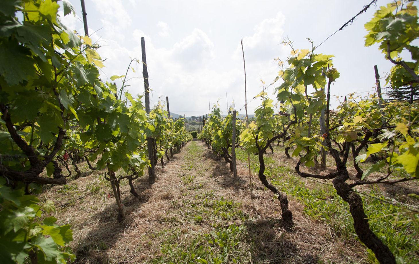 Pizza Making Class with Winery Tour & Tasting: Roman Adventure