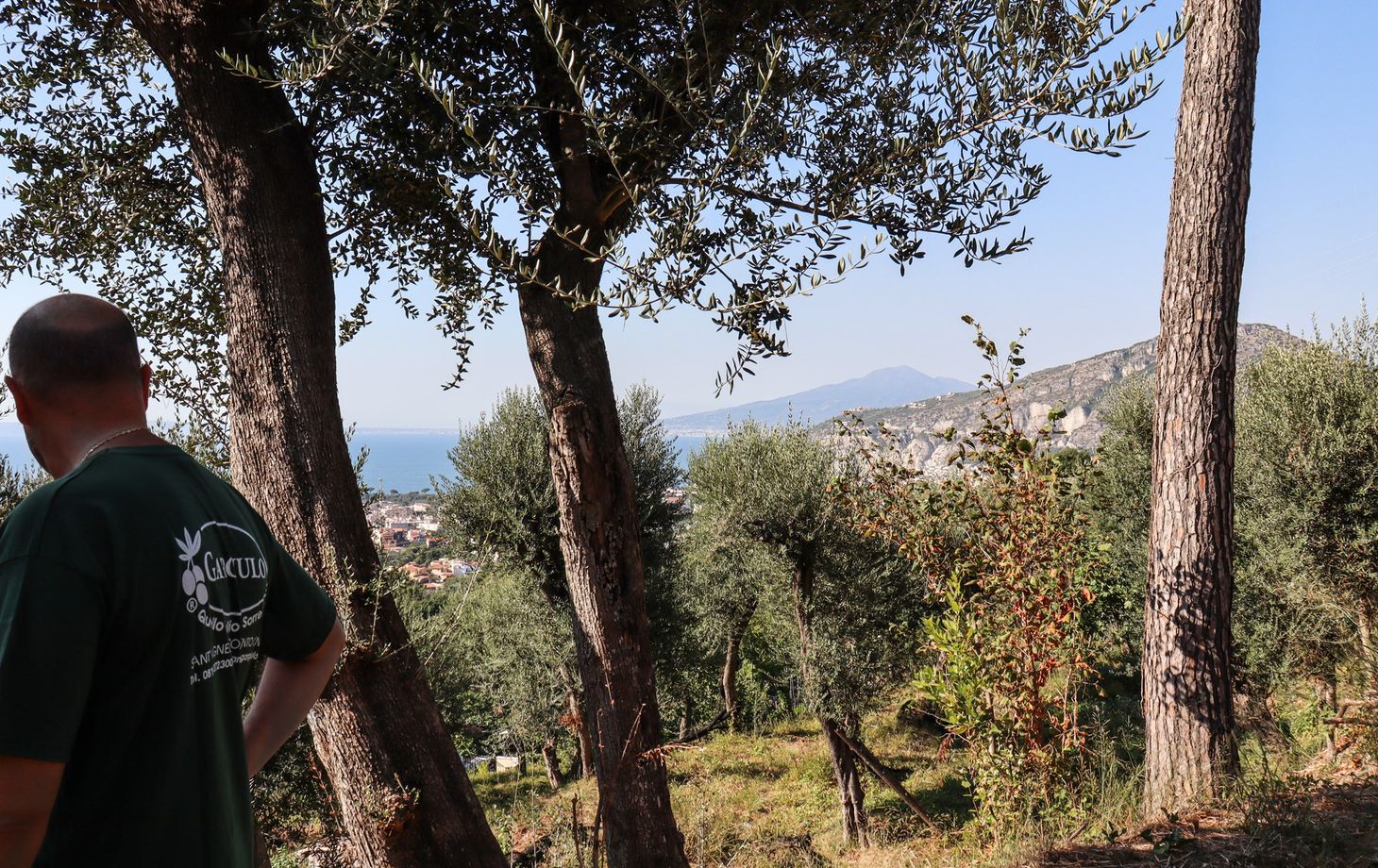 Expérience oléicole et dégustation de spiritueux à Sorrente