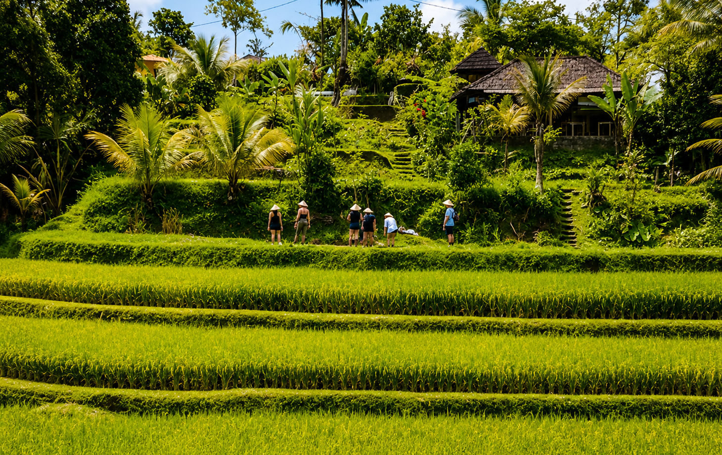 Organic Authentic Balinese Cooking Class with Trekking in the Jatiluwih Rice Terraces