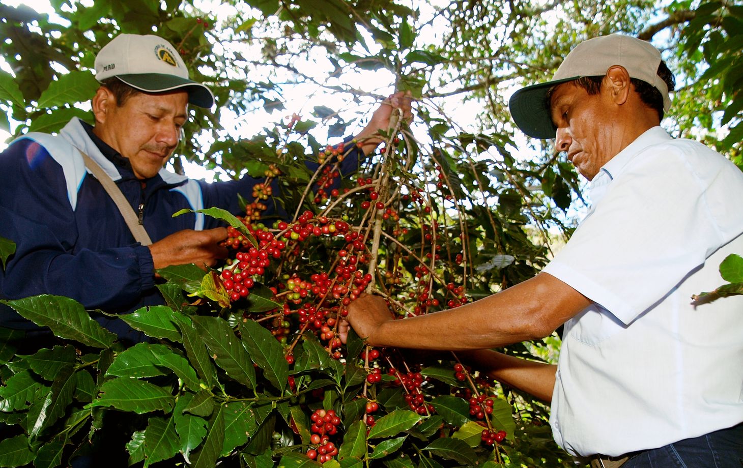 Spend a Day with the Locals at an Organic Coffee Farm