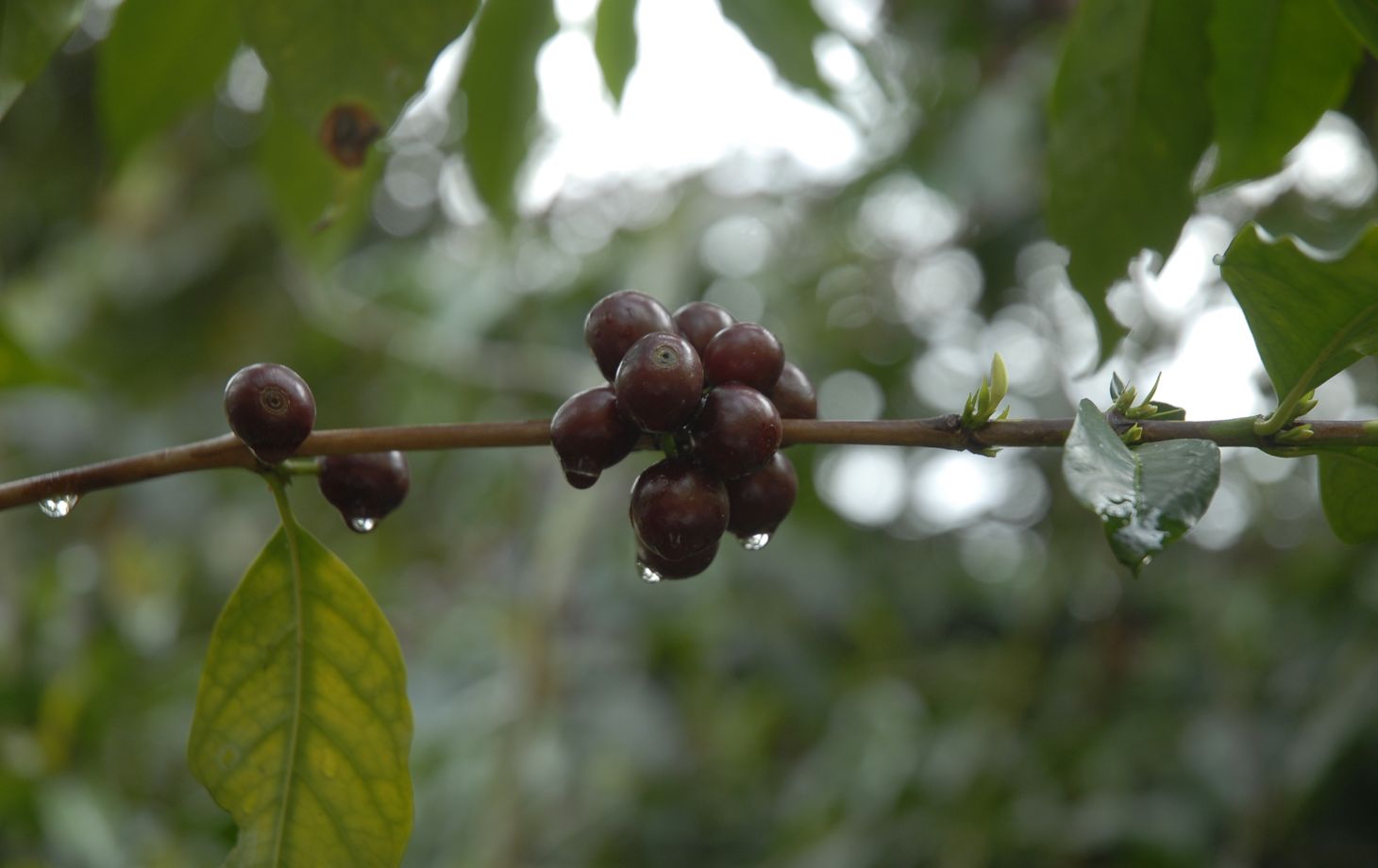 Spend a Day with the Locals at an Organic Coffee Farm