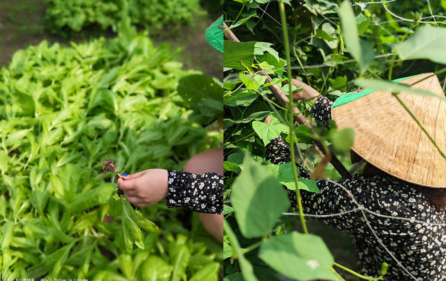 Organic Farm To Table Cooking Class in Vietnamese Agricultural Village