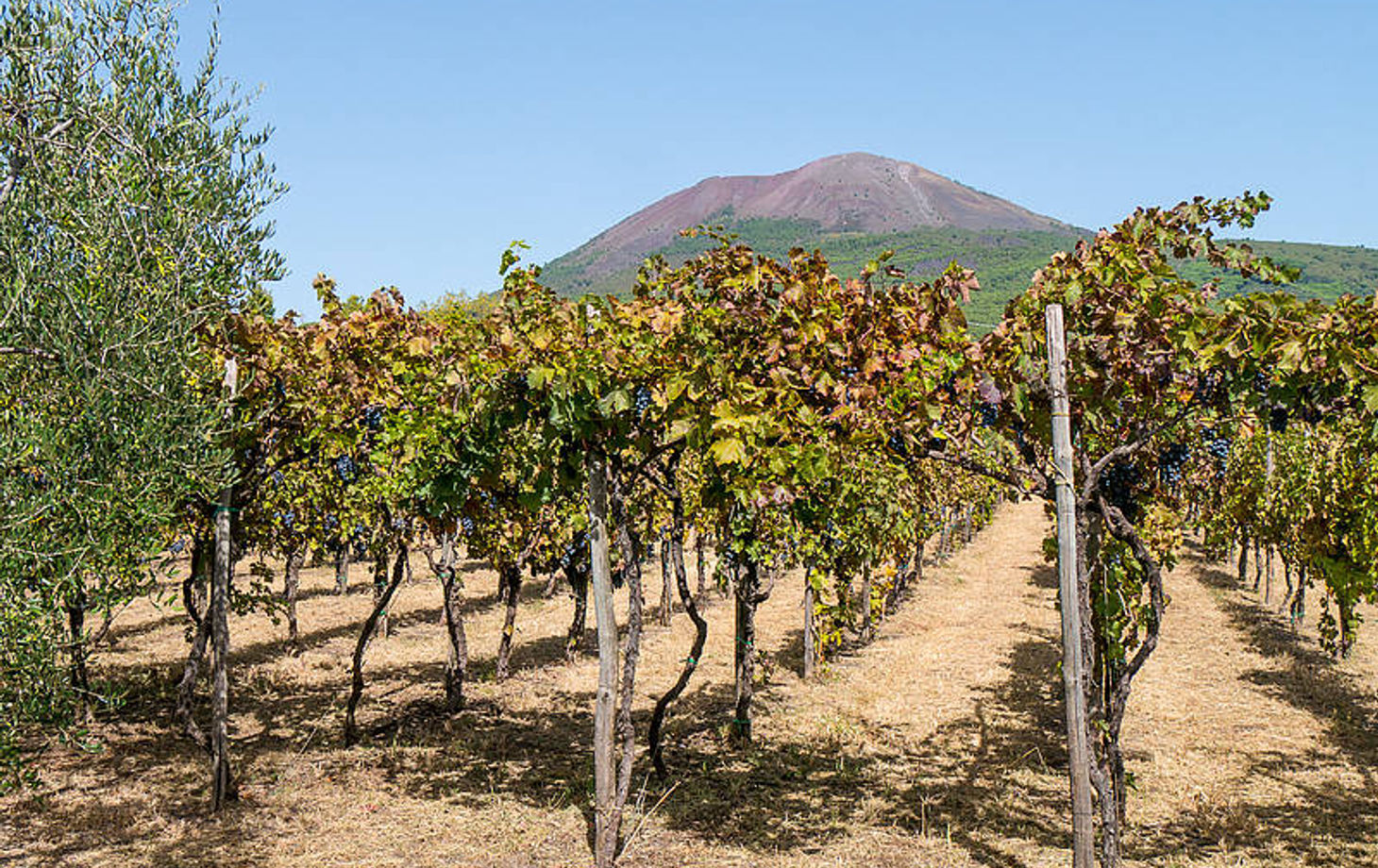 Organic "Superiore" Wine Tasting with Lunch on Vesuvius