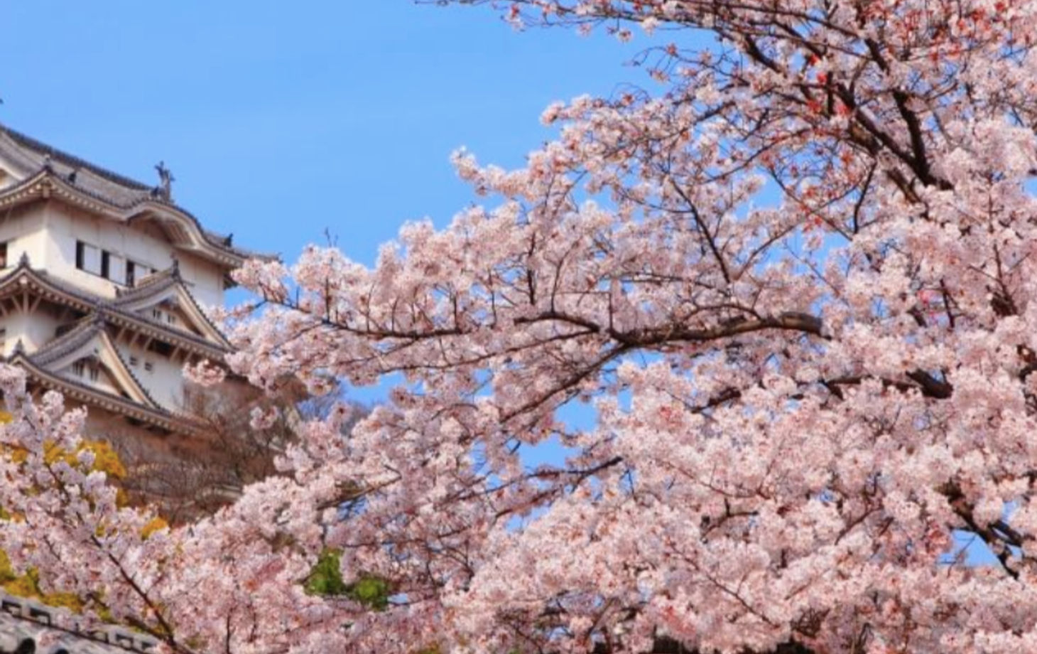Arigato Japan Food Tours