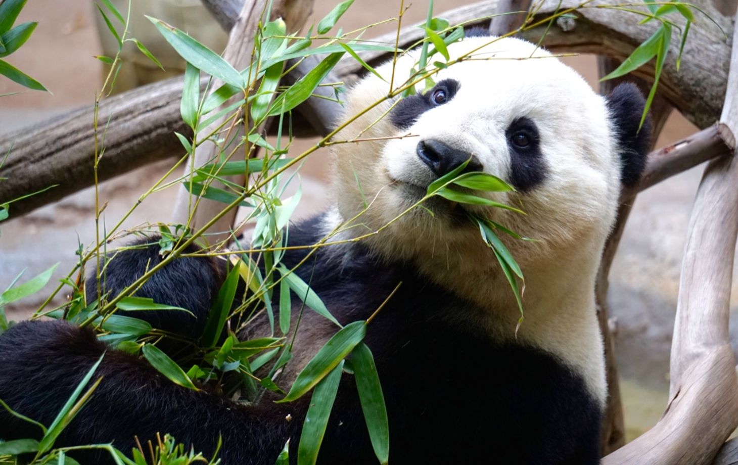Panda Breeding Base Visit & Sichuan Cooking Class: Private One-day Trip
