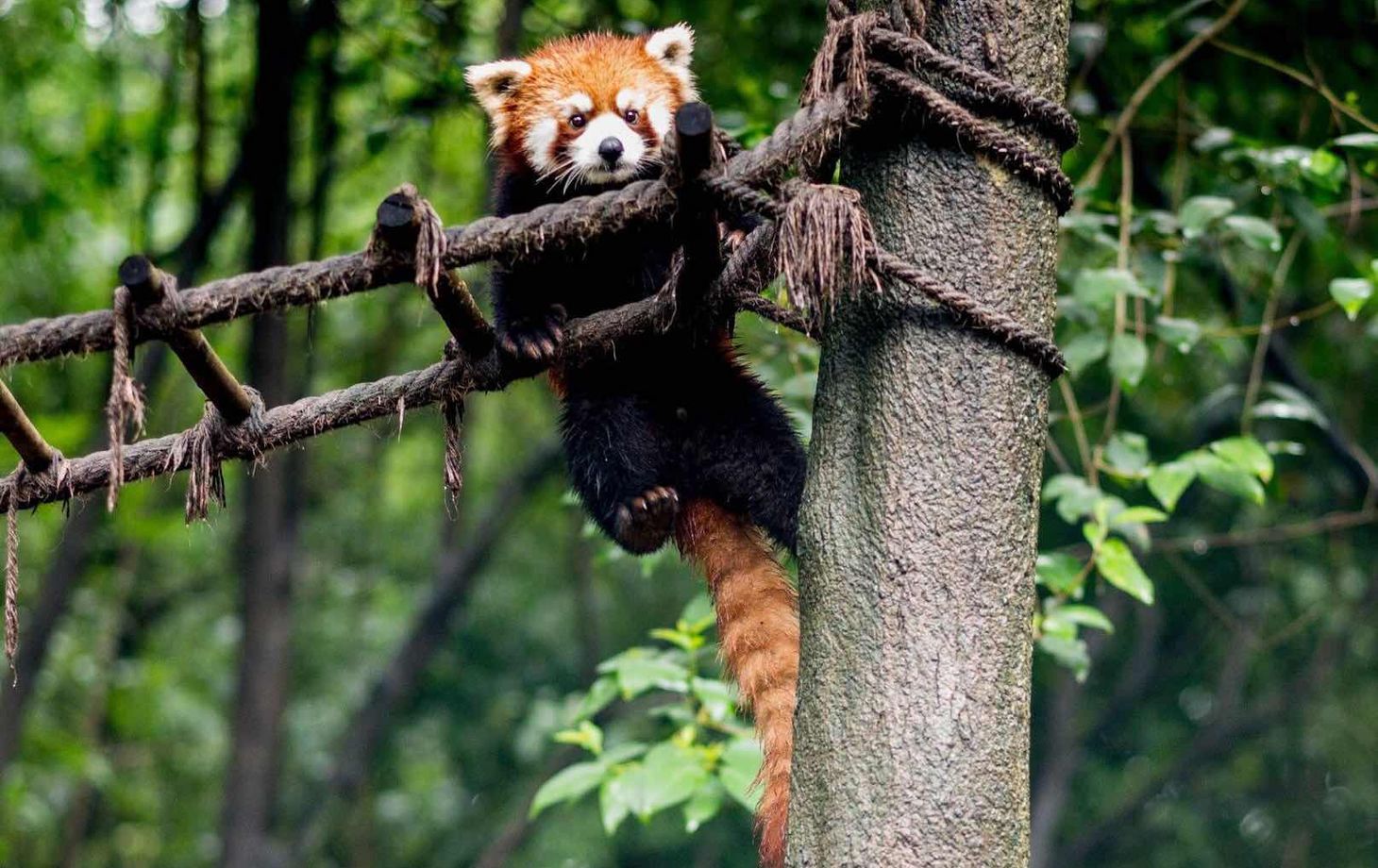 Panda Breeding Base Visit & Sichuan Cooking Class: Private One-day Trip