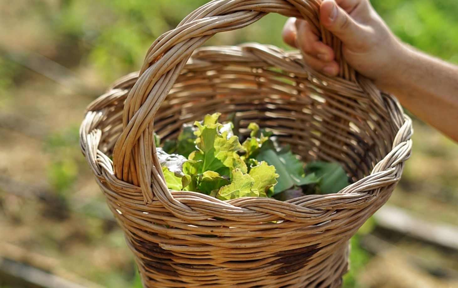 Experience Harvesting Vegetables and Pasta Culinary Class at a Tuscan Villa