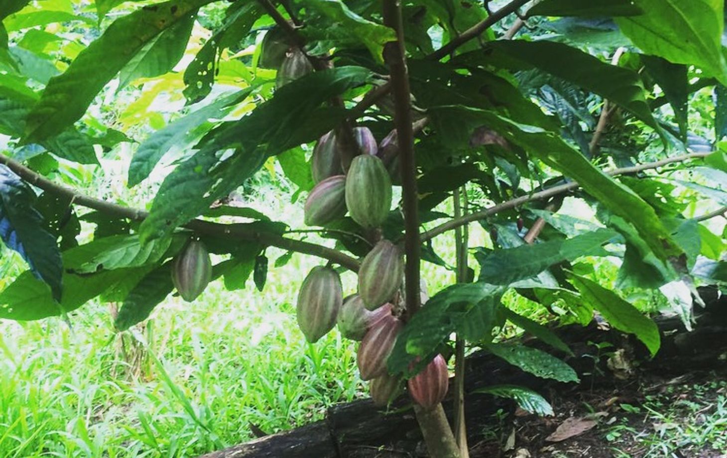Rainforest Tasting Experience: An Adventure Through the Flavors of the Jungle