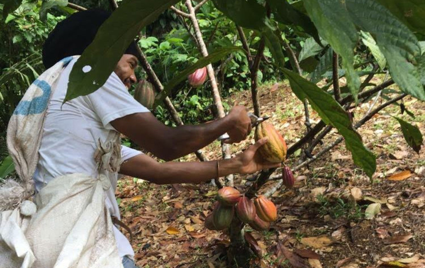 Rainforest Tasting Experience: An Adventure Through the Flavors of the Jungle