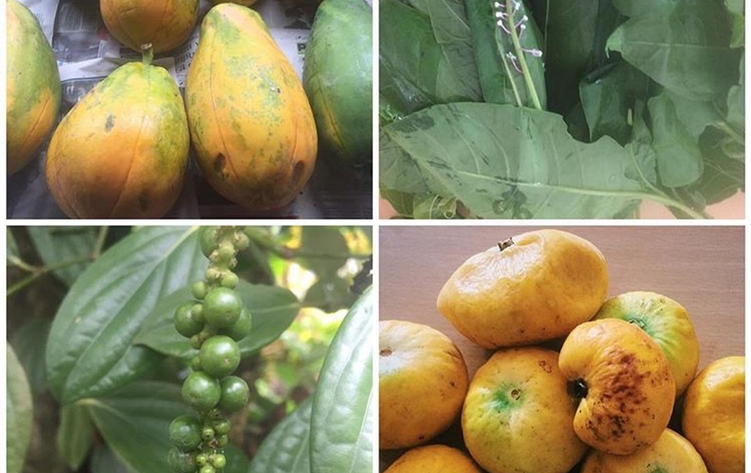 Rainforest Tasting Experience: An Adventure Through the Flavors of the Jungle