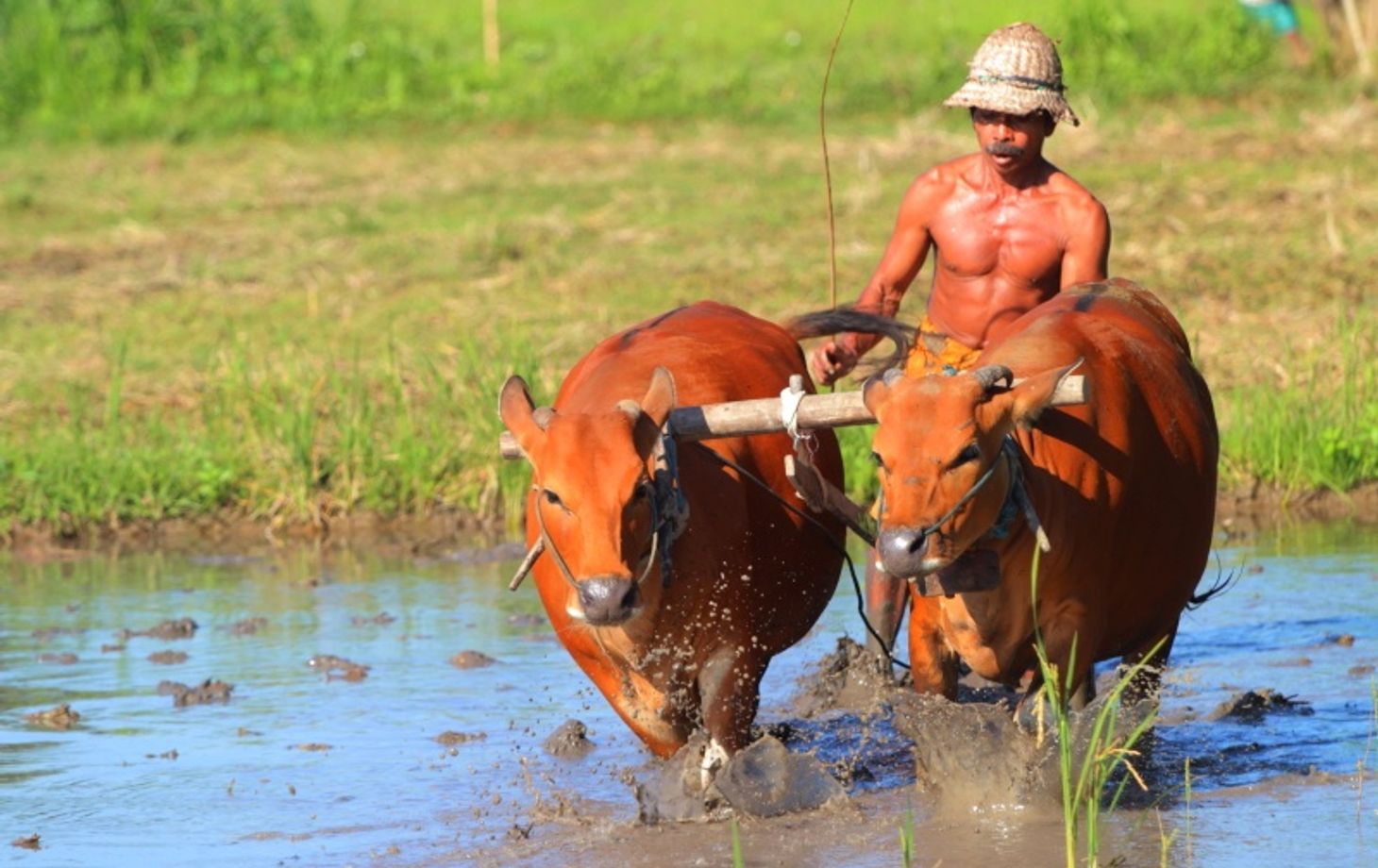 Rice Farming Experience and Cooking Class