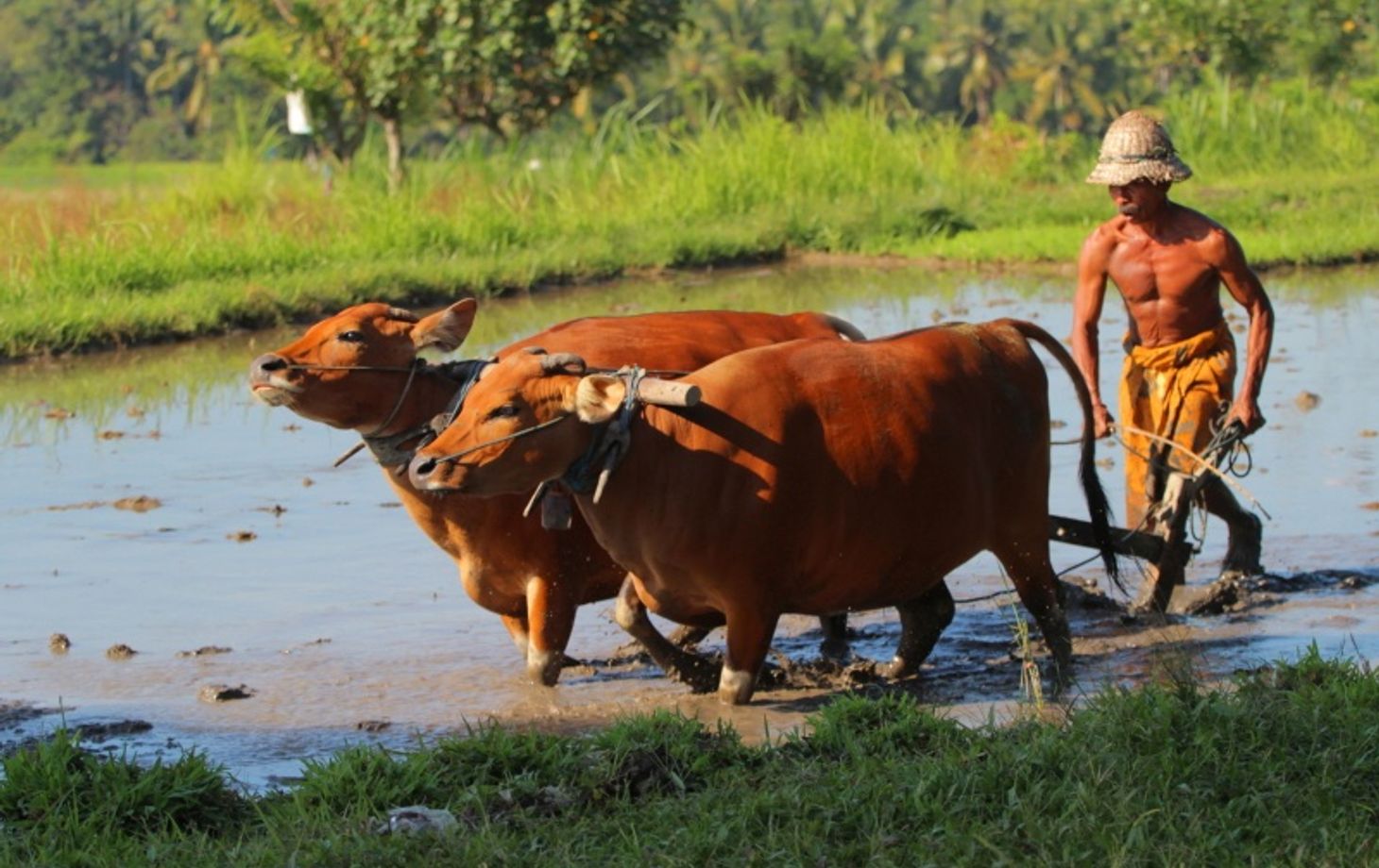 Rice Farming Experience and Cooking Class