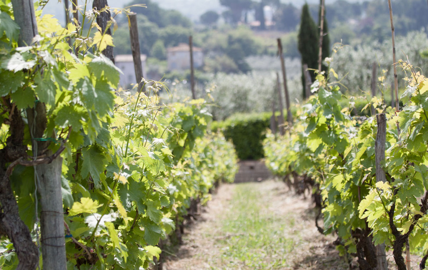 Cours de fabrication de pâtes dans la campagne romaine avec visite d'un vignoble