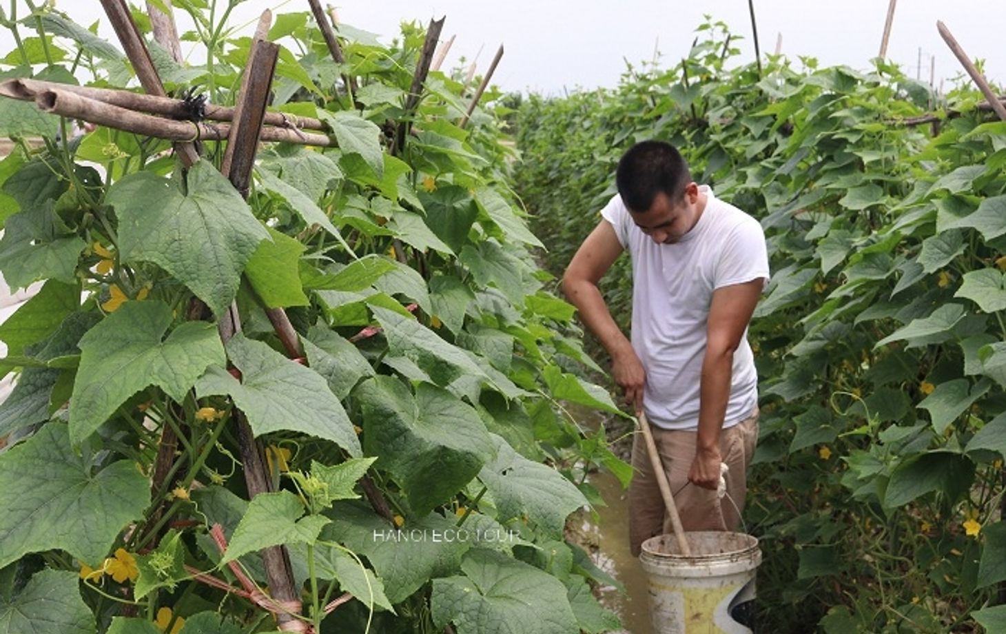 Rural Farm to Table: Farming, Market Tour and Cooking with Locals