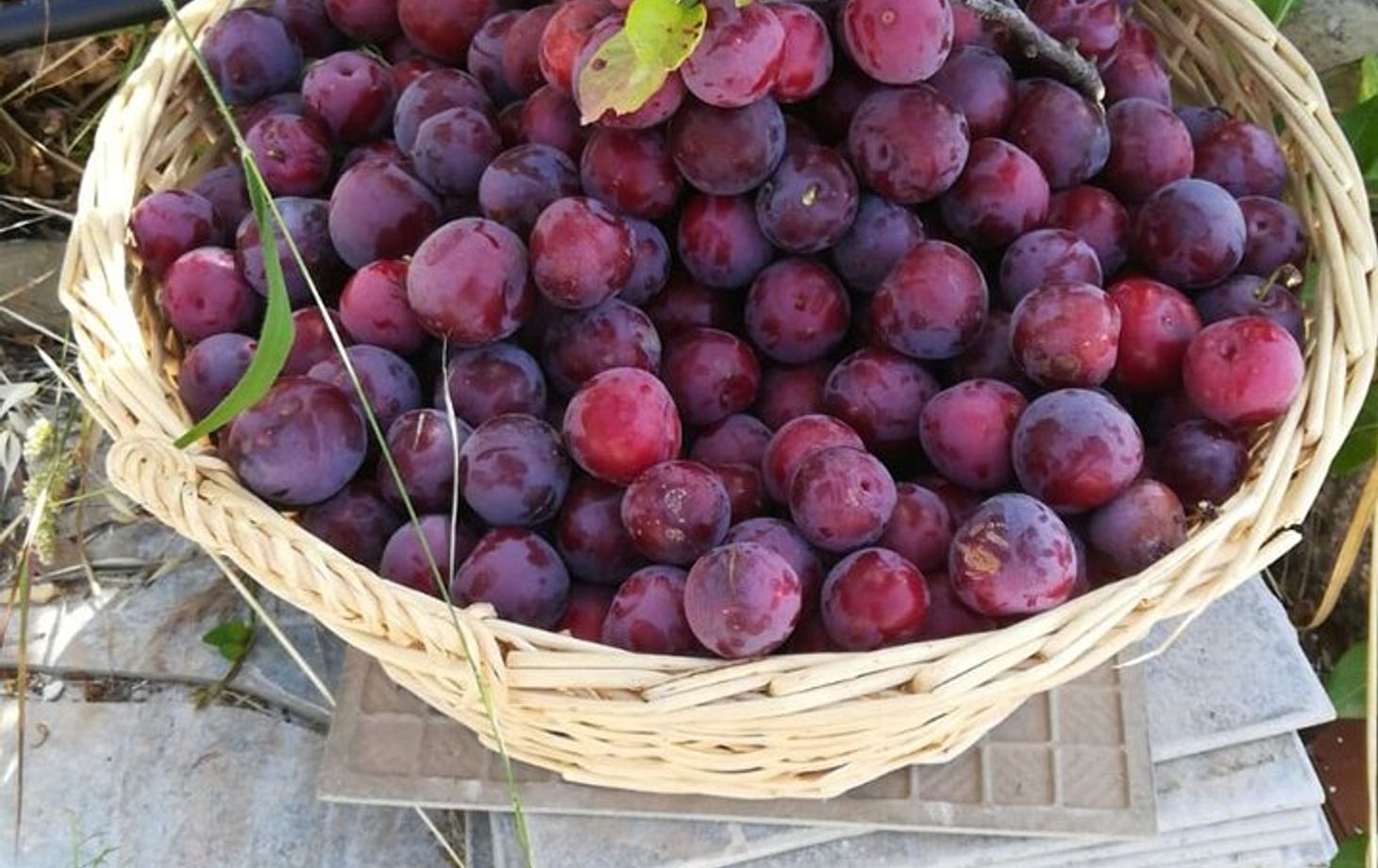 Sicilian Culinary Experience at the Country House