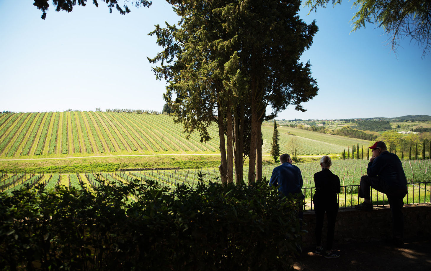 Chianti Full Immersive Wine & Olive Oil Experience