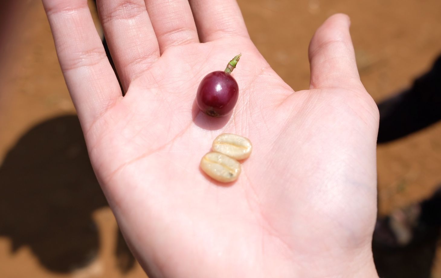 Specialty Coffee Experience with a Local Coffee Brewer