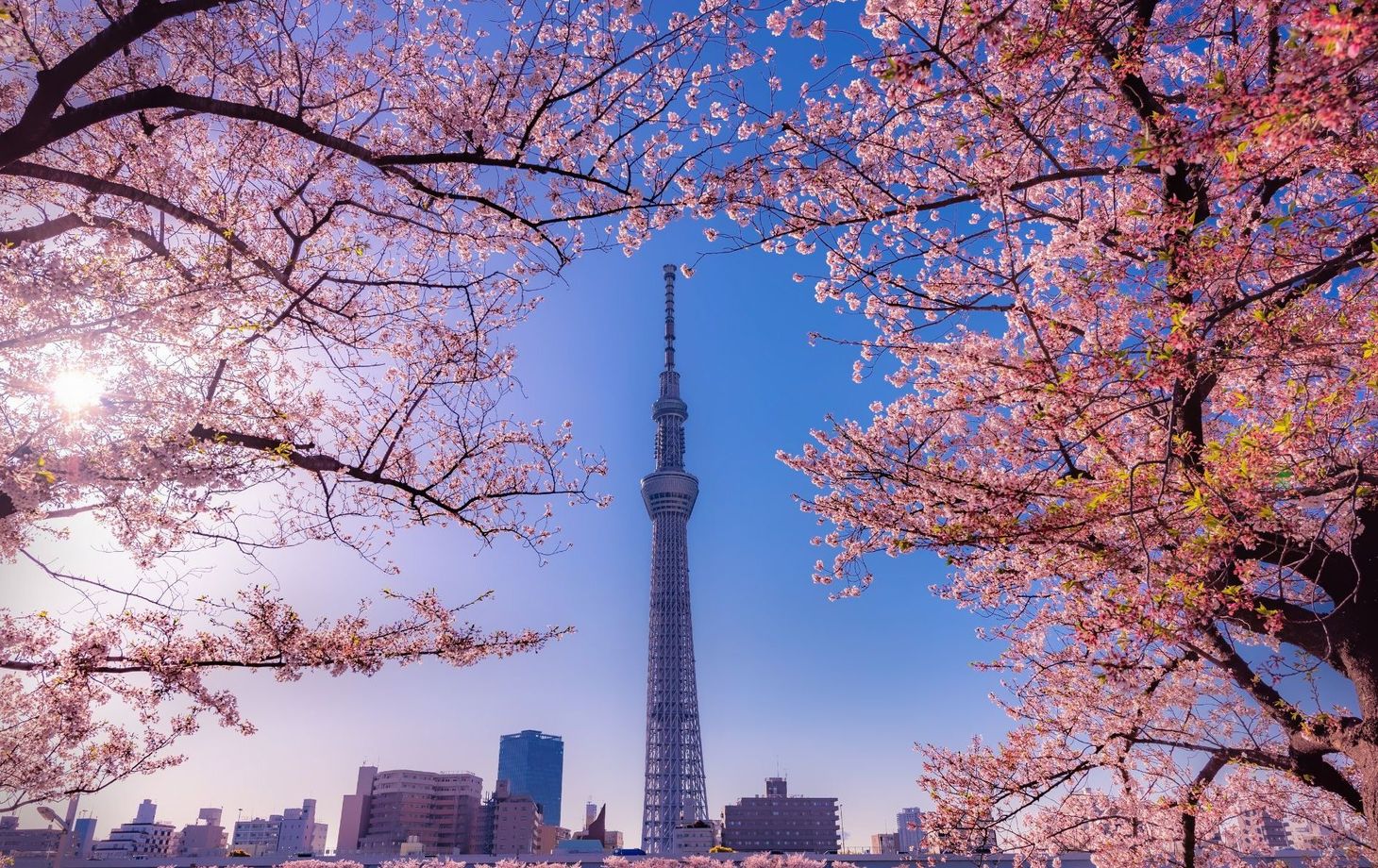 Sushi Making Masterclass in Tokyo: Learn Techniques from Experts in Asakusa