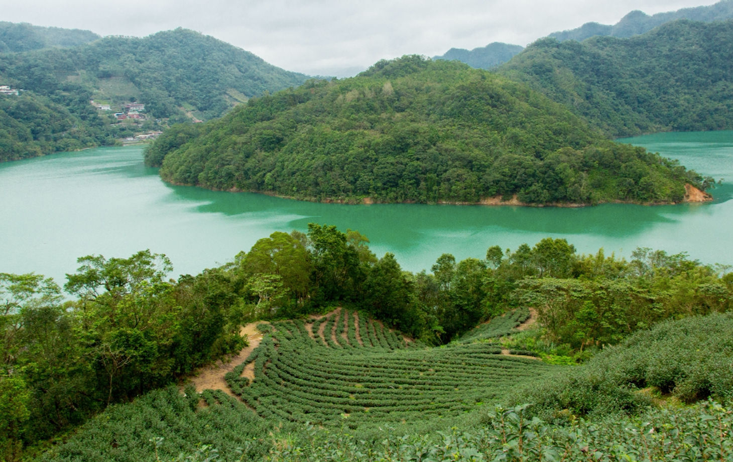Visite d'une plantation de thé autour du lac Thousand Island