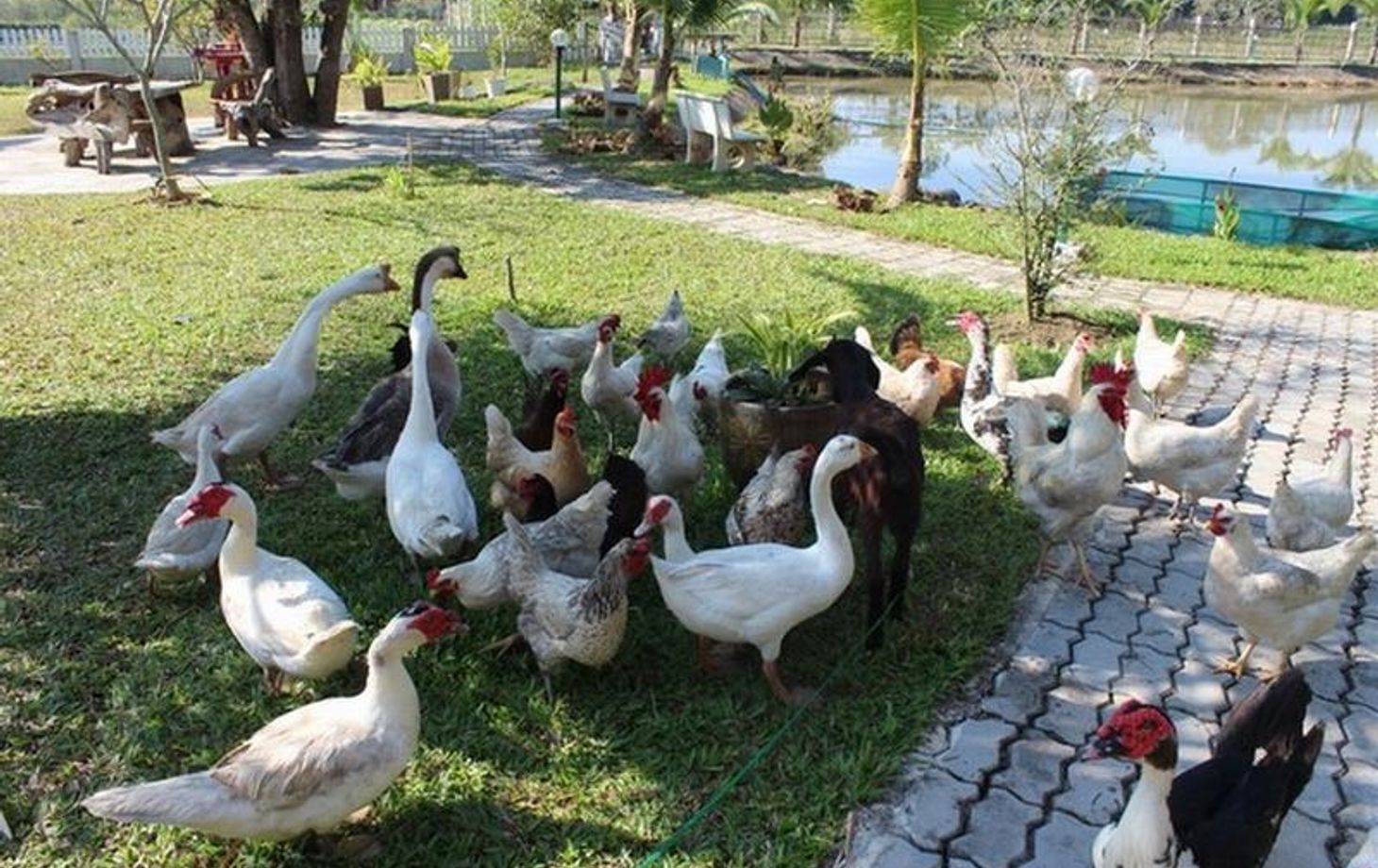 Thai Cooking School (Discover our organic farm)