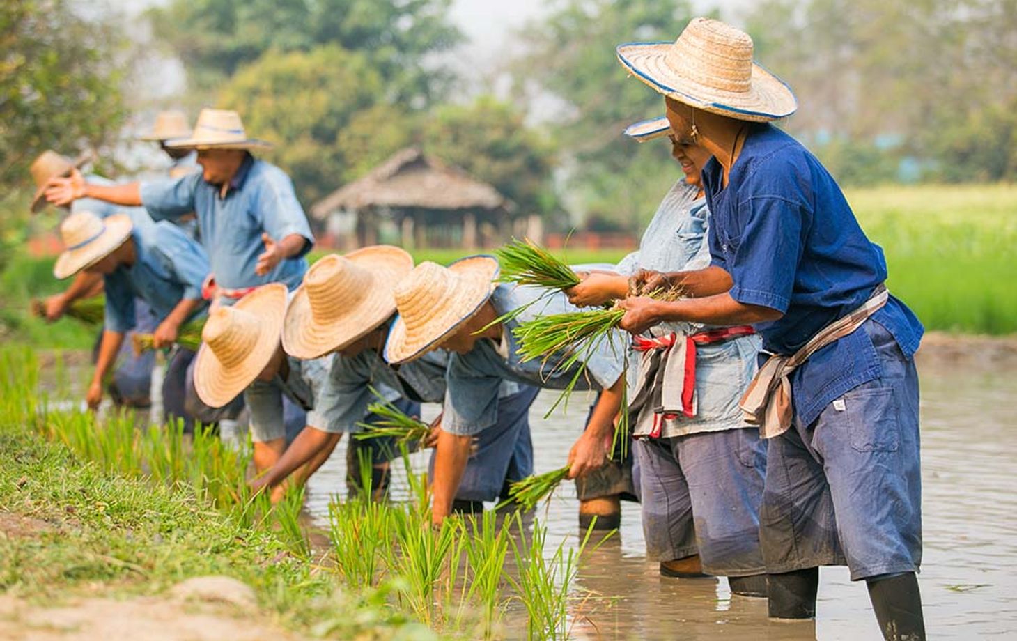 Cooking, Trekking, Elephant Caring and Learning about Karen Culture (3 Days 2 Nights)