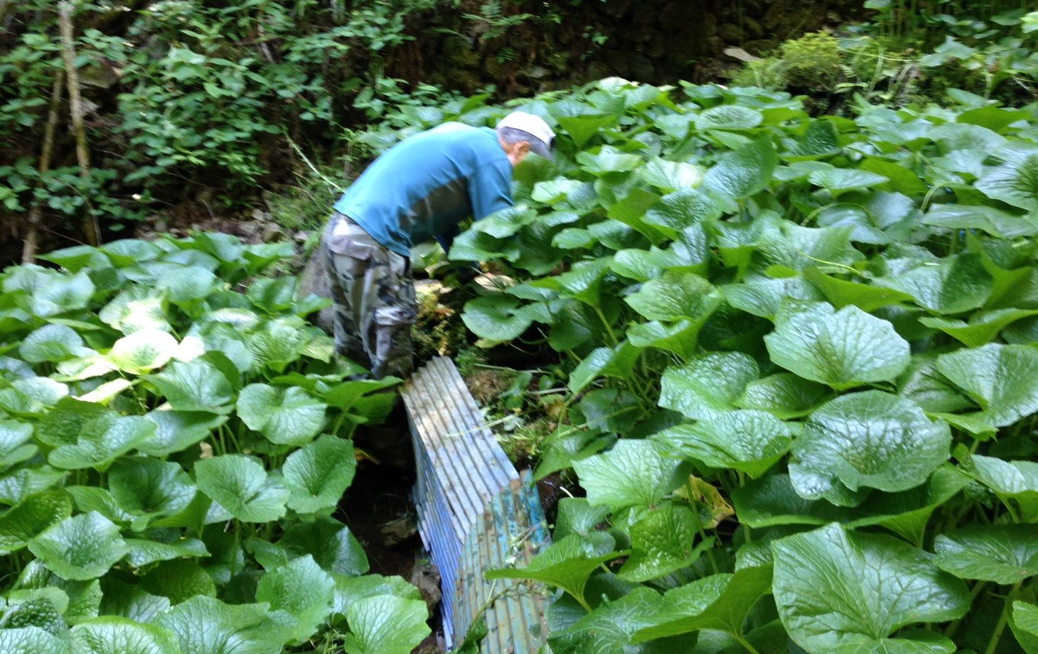 Wasabi Farm & Nature Tour in the Mountains of Okutama