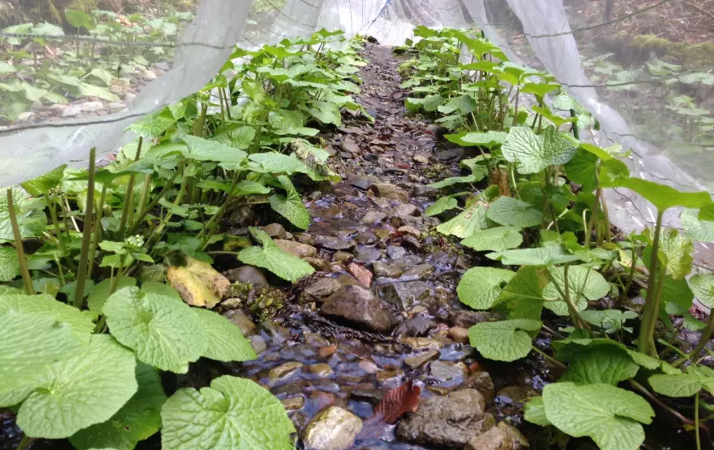 Wasabi Farm & Nature Tour in the Mountains of Okutama