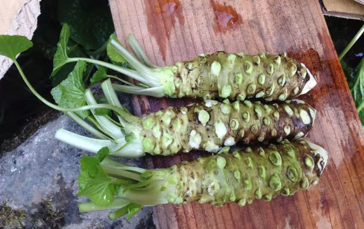 Wasabi Farm & Nature Tour in the Mountains of Okutama