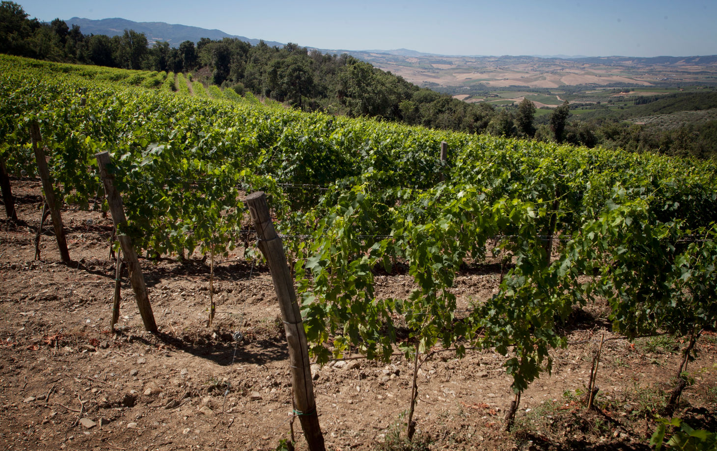 Winery Tour and Classic Wine Tasting at Sesta di Sopra in Montalcino
